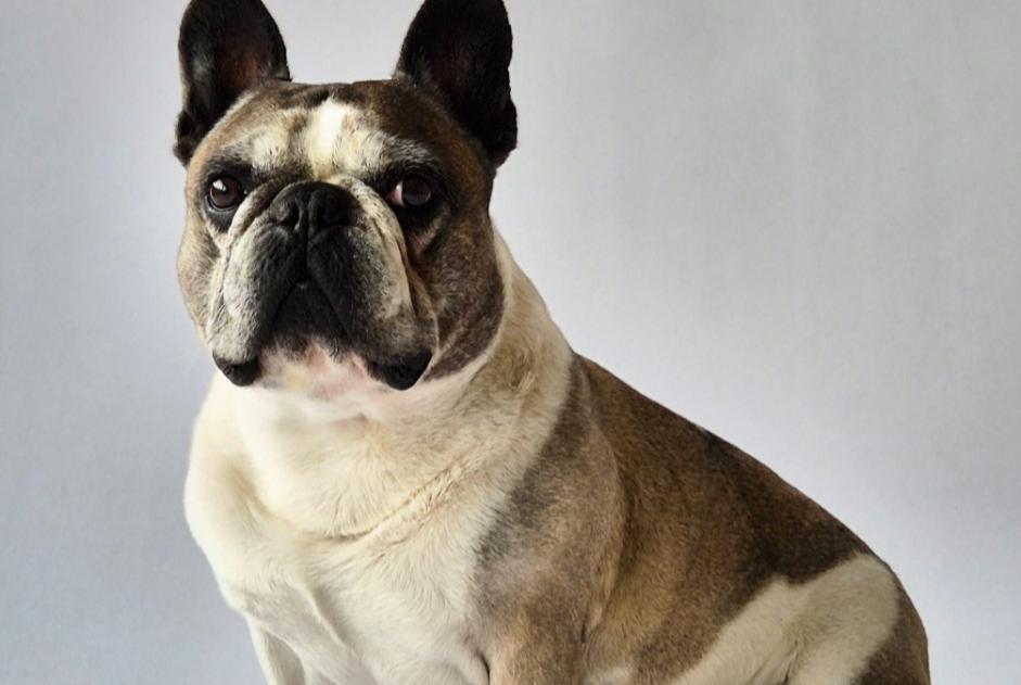 Vermisstmeldung Hund Männliche , 8 jahre Goch Deutschland Vermisstmeldung Hund Männliche , 8 jahre Goch Deutschland