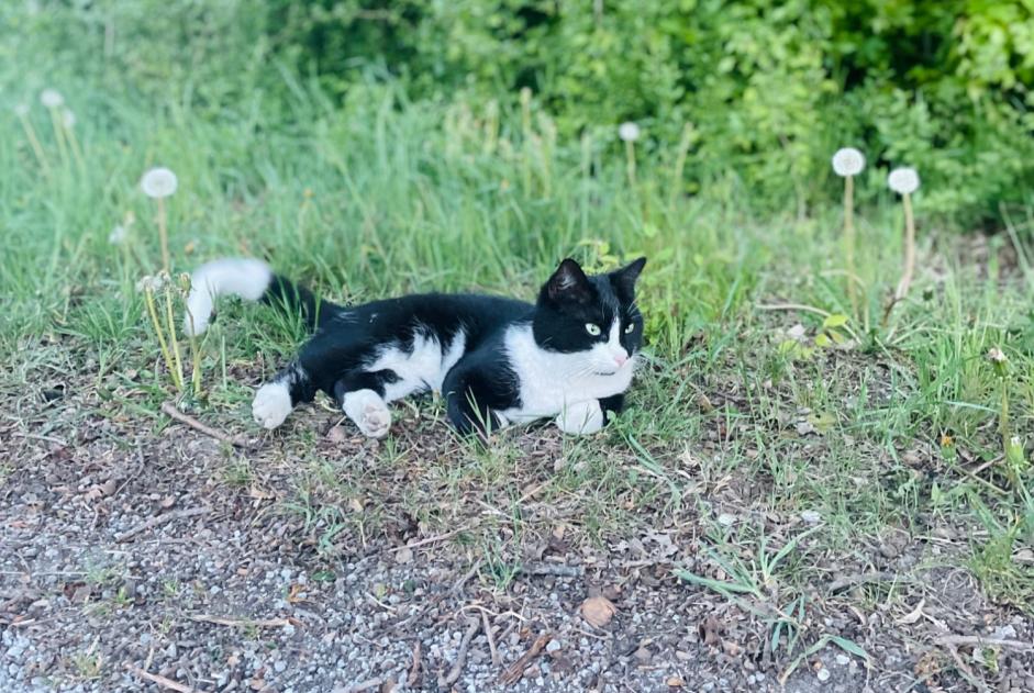 Alerte Découverte Chat  Inconnu Bremen Allemagne